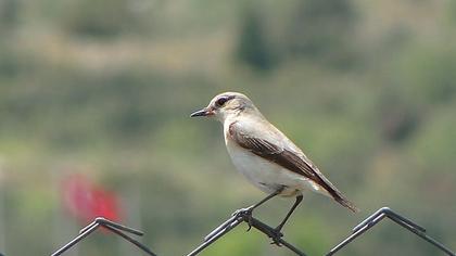 Kuyrukkakan