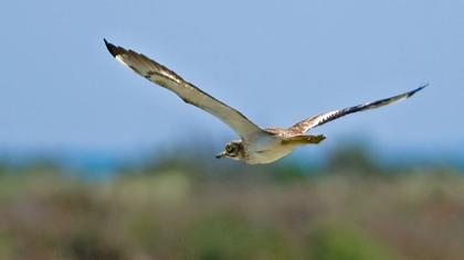 Eurasian Stone-curlew