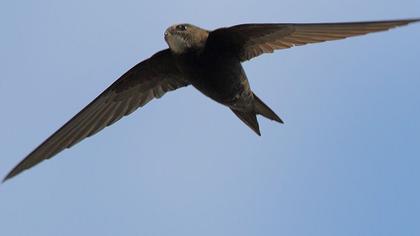 Common Swift