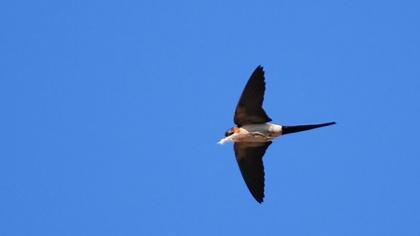 Red-rumped Swallow