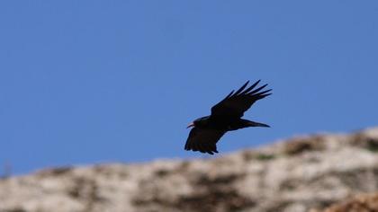 Red-billed Chough