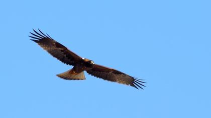 Küçük kartal