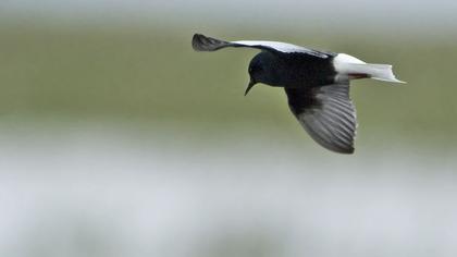 White-winged Tern