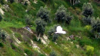 Garganey
