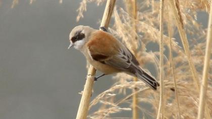 Eurasian Penduline Tit