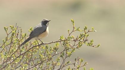 White-throated Robin