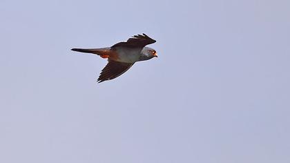 Red-footed Falcon