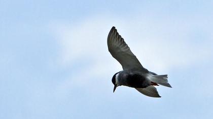 Whiskered Tern