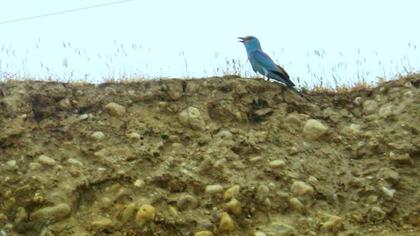 European Roller