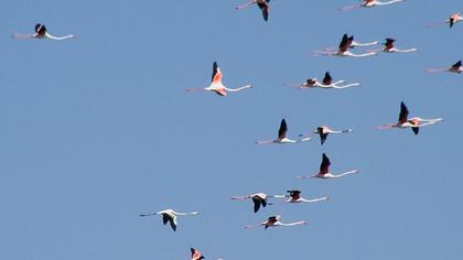 Flamingo