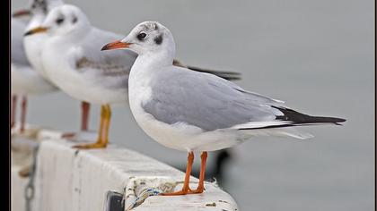 Black-headed Gull