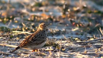 Eurasian Skylark