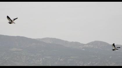 Mahmuzlu kızkuşu