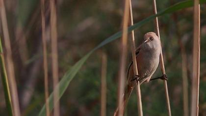 Bearded Reedling