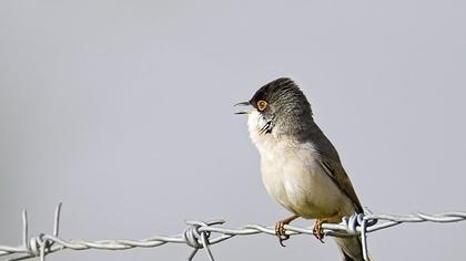Menetries`s Warbler