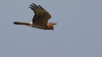 Montagu`s Harrier