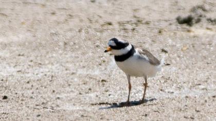 Common Ringed Plover