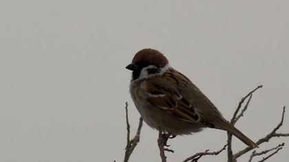 Eurasian Tree Sparrow