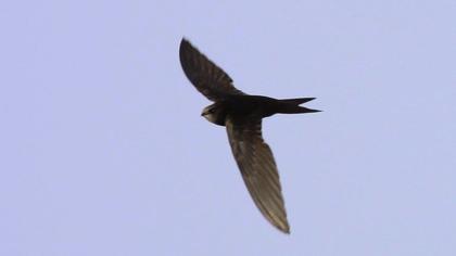 Ebabil