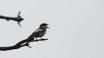 Semicollared Flycatcher