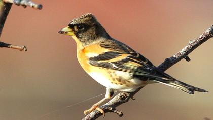 Brambling