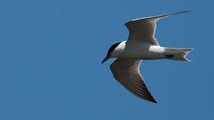 Gull-billed Tern
