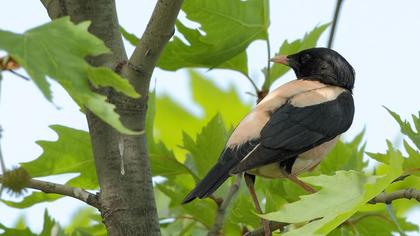 Rosy Starling