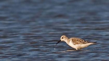 Sanderling
