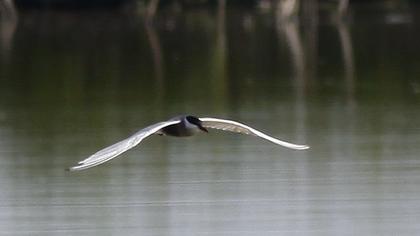 Whiskered Tern