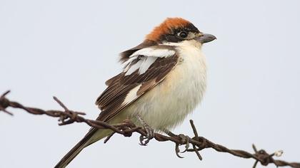Woodchat Shrike