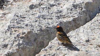 Red-fronted Serin