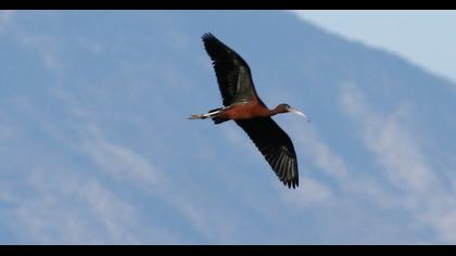 Çeltikçi