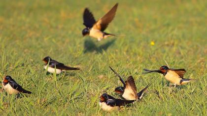 Barn Swallow