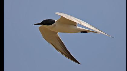 Gull-billed Tern