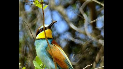 European Bee-eater