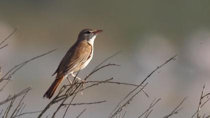 Rufous-tailed Scrub Robin