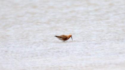 Curlew Sandpiper