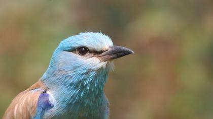 Gökkuzgun