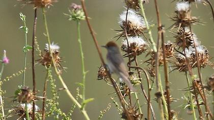 Eurasian Blackcap