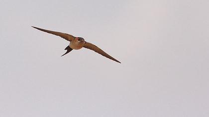 Kızıl kırlangıç