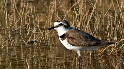 Kentish Plover