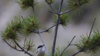 Kaya sıvacısı