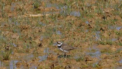 Little Ringed Plover