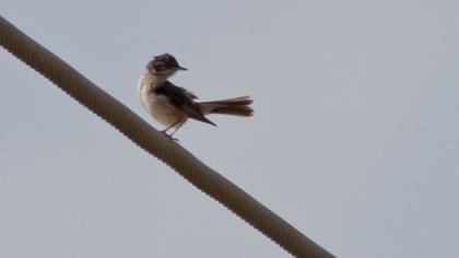Subalpine Warbler