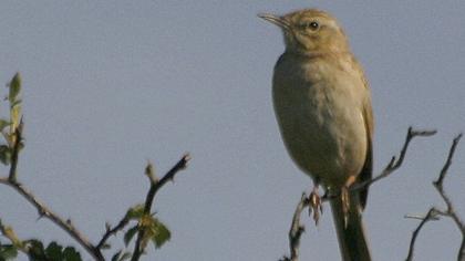Tawny Pipit