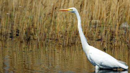 Great Egret