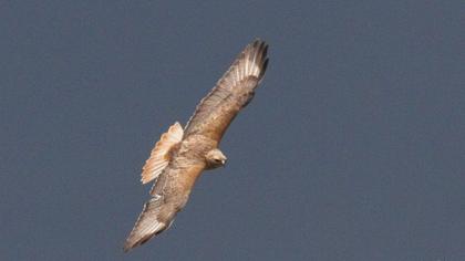 Long-legged Buzzard
