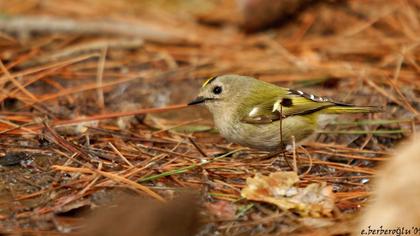 Goldcrest