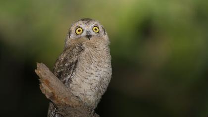 Pallid Scops Owl