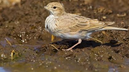 Turkestan Short-toed Lark